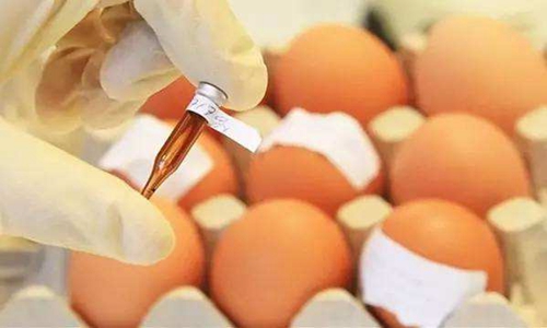 欧洲“毒鸡蛋”丑闻霸屏 我国蛋制品加工业引以为戒