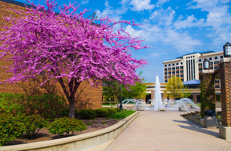 印第安纳州立大学(特雷豪特)|Indiana State University (Terre Haute)